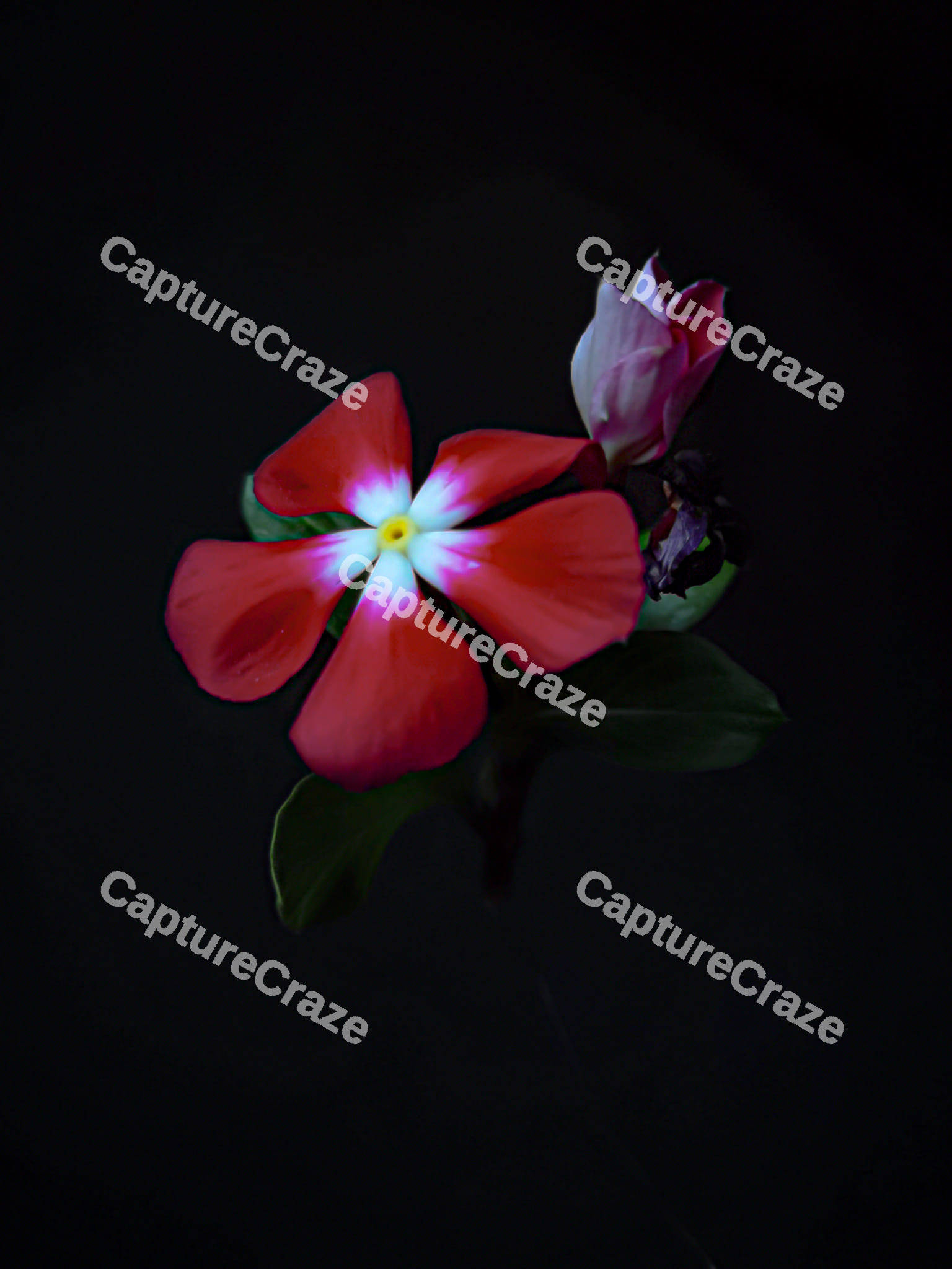 Madagascar Periwinkle Flower